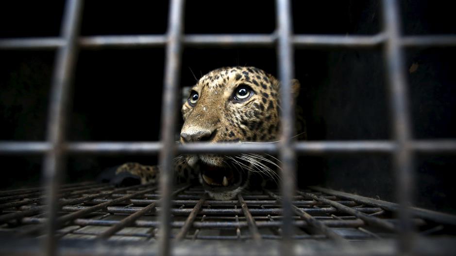 2016-01-22T105141Z_515242589_GF20000103168_RTRMADP_3_NEPAL-ANIMALS