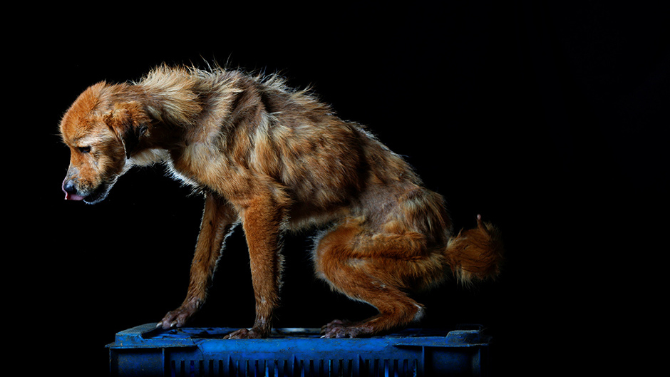 2016-09-07T140426Z_1823332483_S1AETZYCJIAB_RTRMADP_3_VENEZUELA-ECONOMY-ANIMALS 11