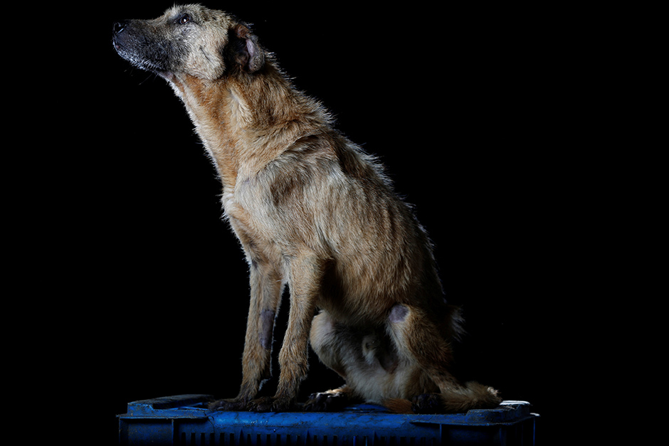 2016-09-07T140448Z_861676724_S1AETZYCKEAA_RTRMADP_3_VENEZUELA-ECONOMY-ANIMALS