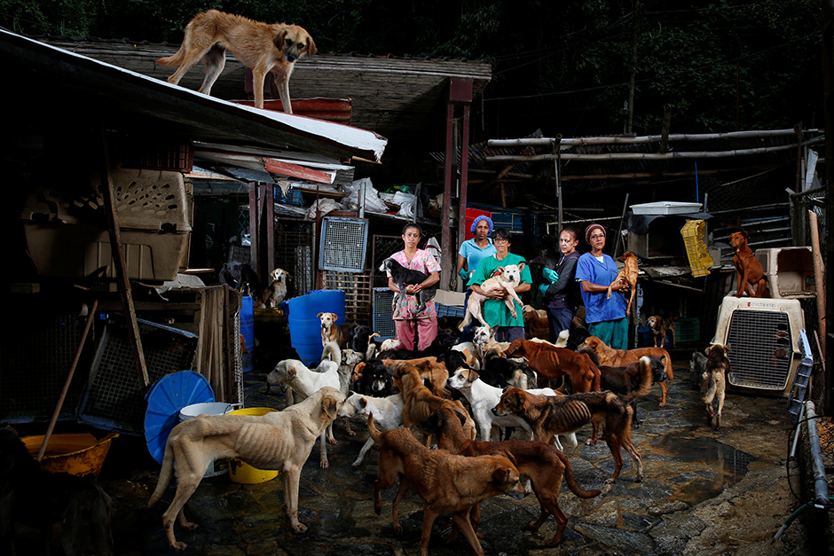 2016-09-07T140641Z_1637901532_S1AETZYCONAA_RTRMADP_3_VENEZUELA-ECONOMY-ANIMALS