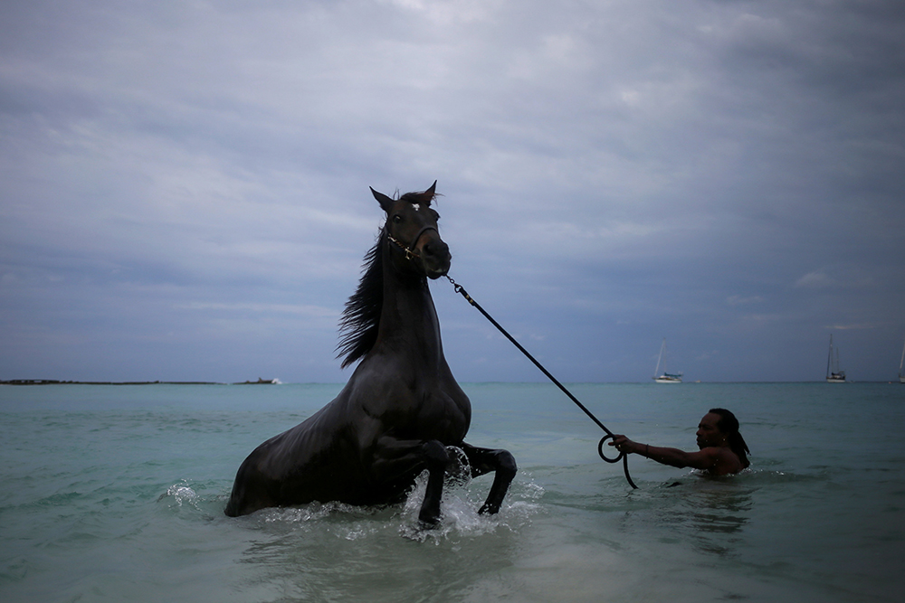 2016-12-01T140243Z_1620130826_RC18366F5D00_RTRMADP_3_BARBADOS-HORSES