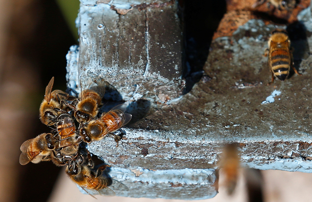 REUTERS/Amr Abdallah Dalsh