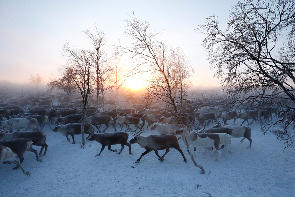2016-12-14T110217Z_1568257589_RC1F6231E300_RTRMADP_3_RUSSIA-REINDEER