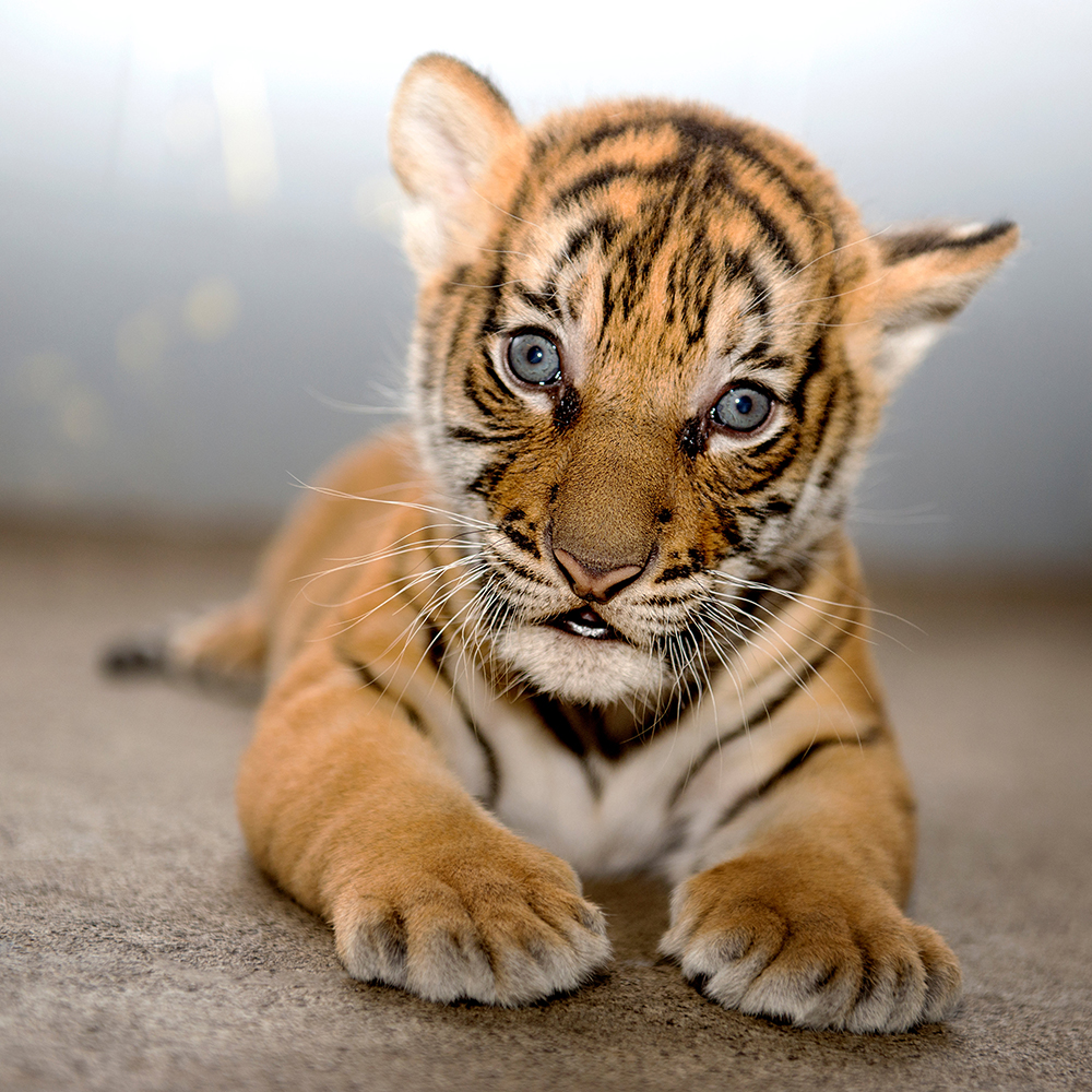 2016-12-14T192310Z_1388278751_RC1FEF1E86E0_RTRMADP_3_FLORIDA-TIGERCUB