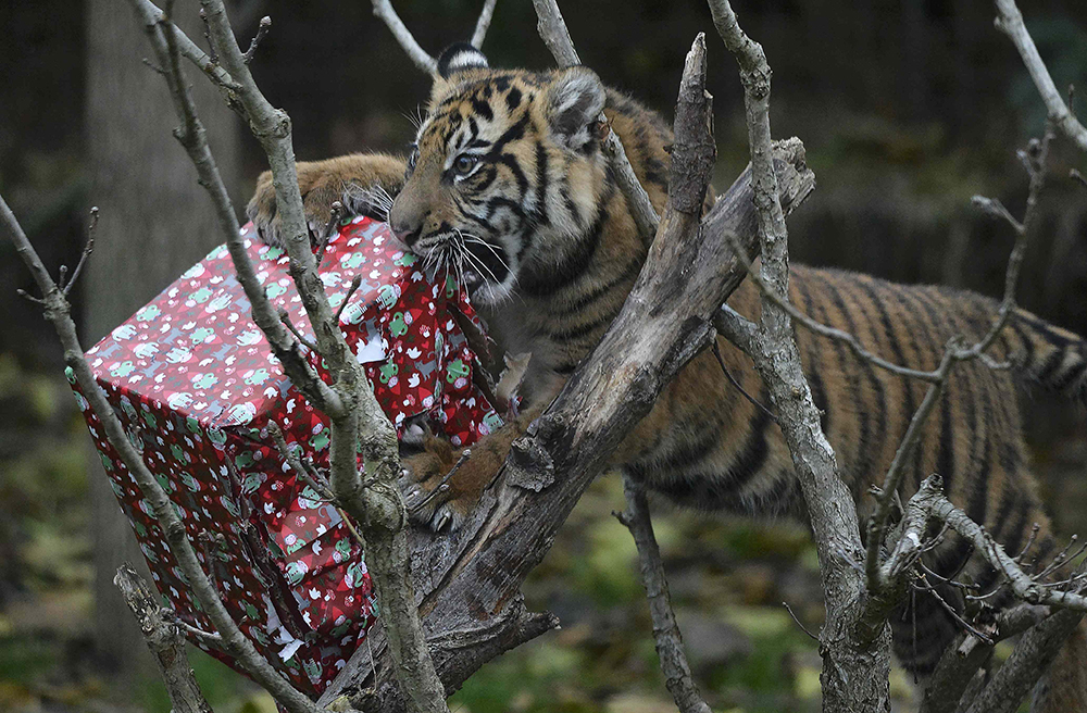 2016-12-15T115919Z_66794225_LR1ECCF0XAJF8_RTRMADP_3_CHRISTMAS-SEASON