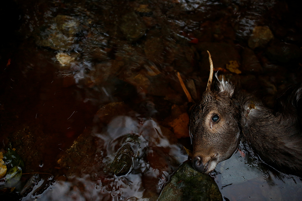 REUTERS/Thomas Peter