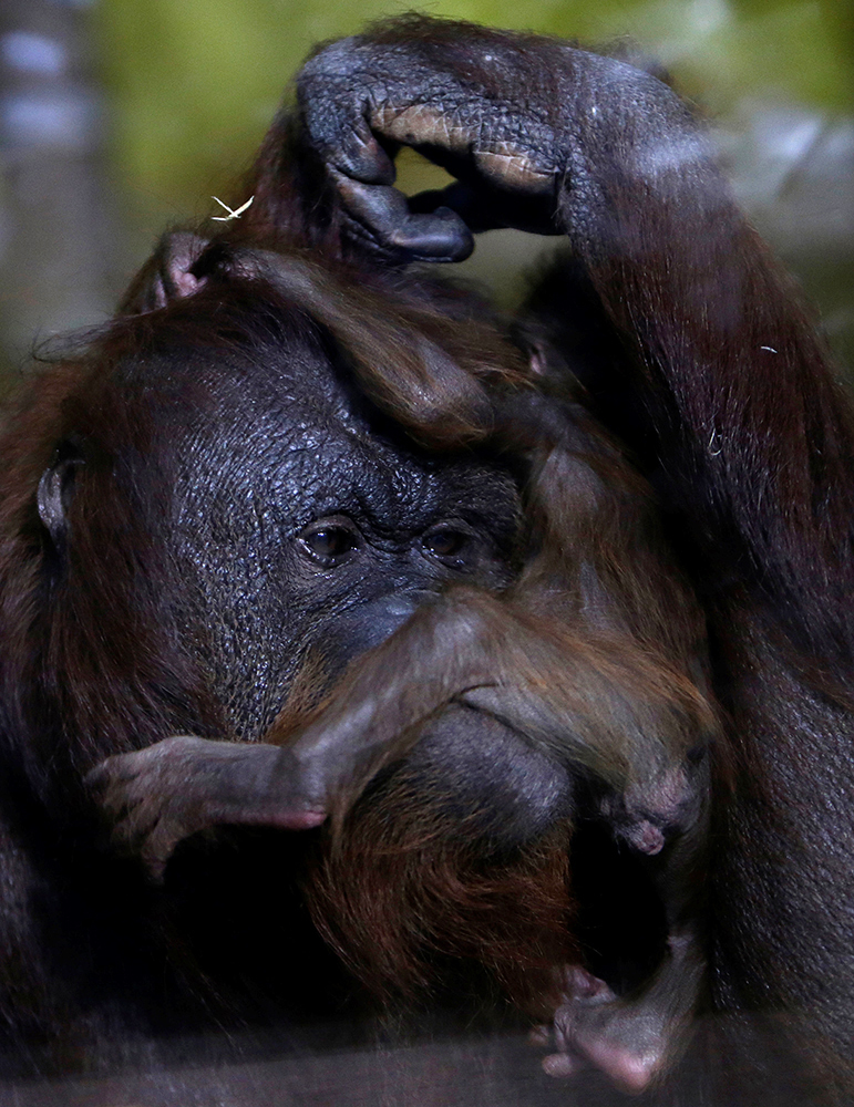 REUTERS/David W Cerny