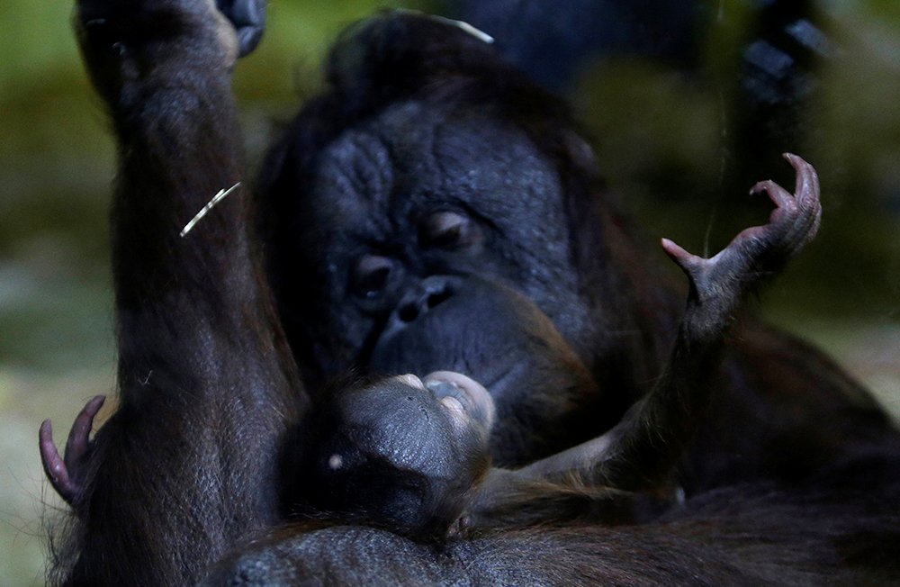 REUTERS/David W Cerny