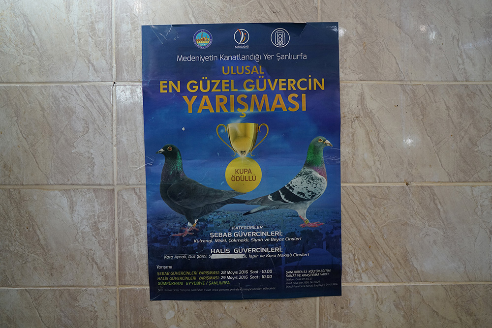 2017-01-13T113033Z_1504712621_RC1AE4789C90_RTRMADP_3_TURKEY-PIGEONS