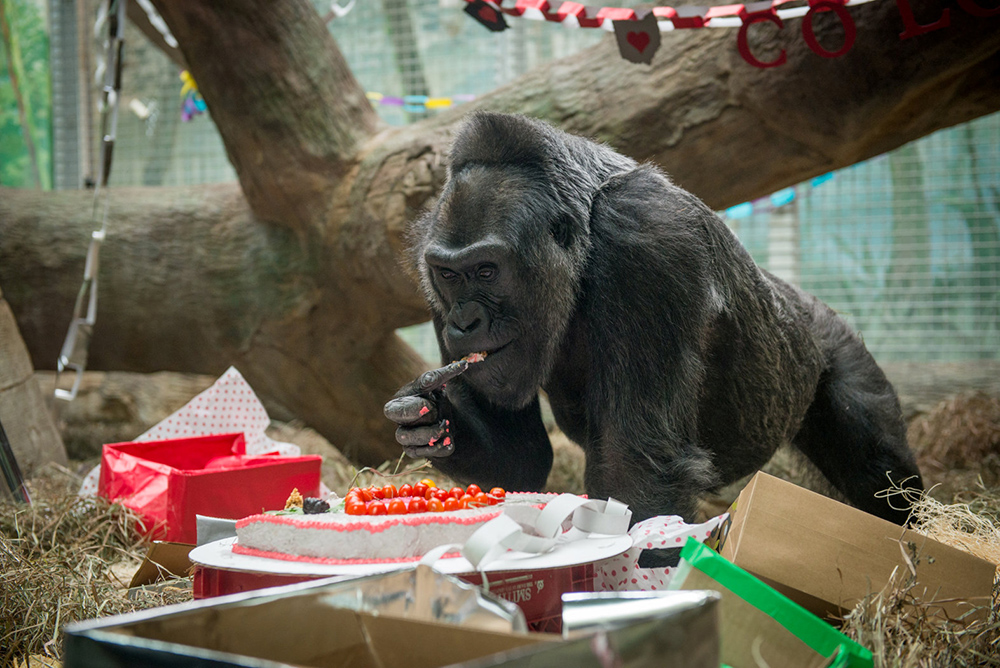 2017-01-17T212149Z_1845713329_RC1739195D30_RTRMADP_3_USA-GORILLA