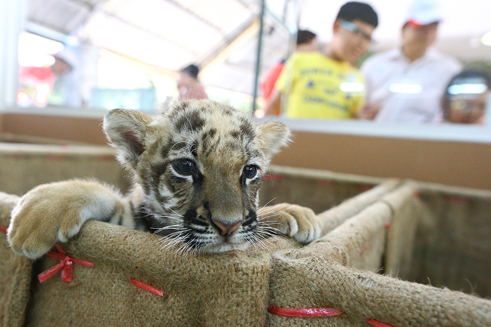 2017-01-30T063806Z_1037389240_RC1B3E77C5C0_RTRMADP_3_LUNAR-NEWYEAR-THAILAND-TIGER-CUB