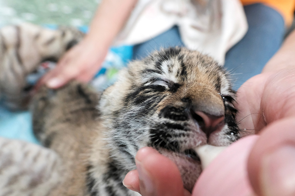 REUTERS/Athit Perawongmetha