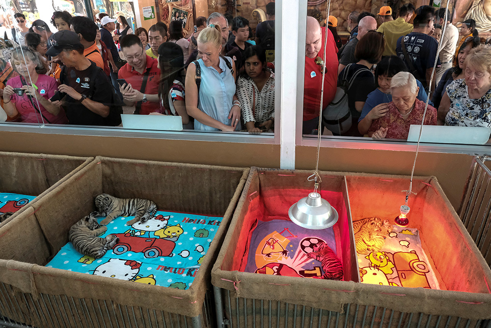 2017-01-30T063953Z_1755182790_RC1CEF51C0B0_RTRMADP_3_LUNAR-NEWYEAR-THAILAND-TIGER-CUB