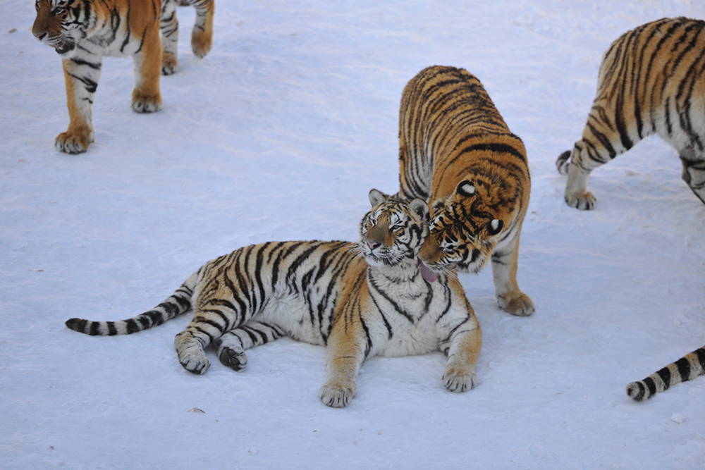 2017-02-10T083058Z_95765867_RC1A21400B40_RTRMADP_3_CHINA-ANIMALS