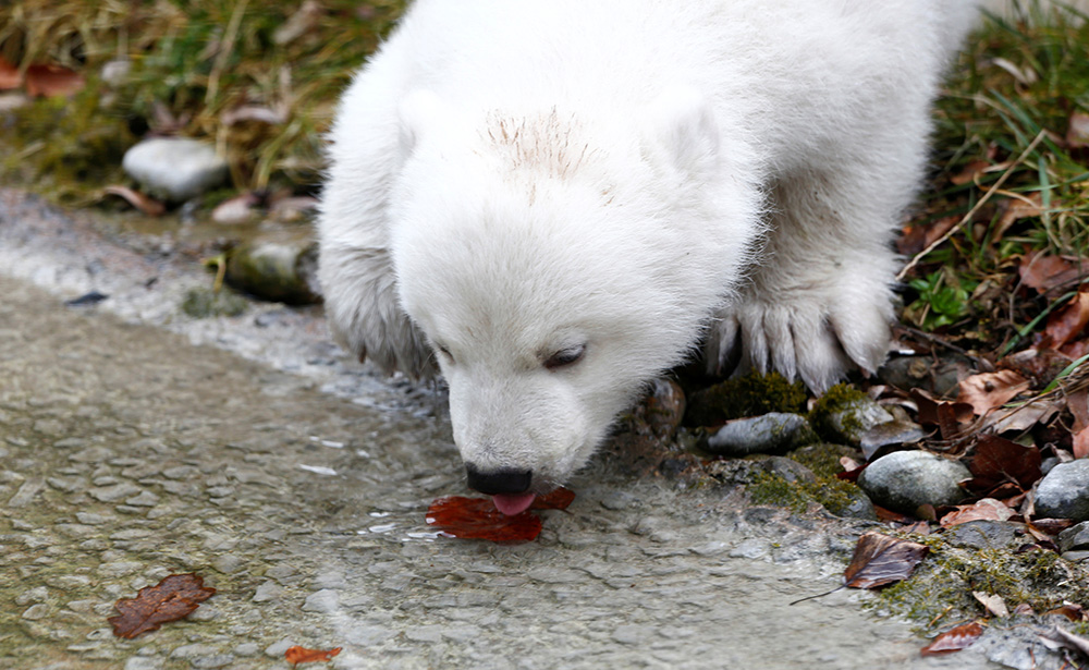 2017-02-24T112600Z_1376346814_RC1D7A698D60_RTRMADP_3_GERMANY-POLAR-BEAR