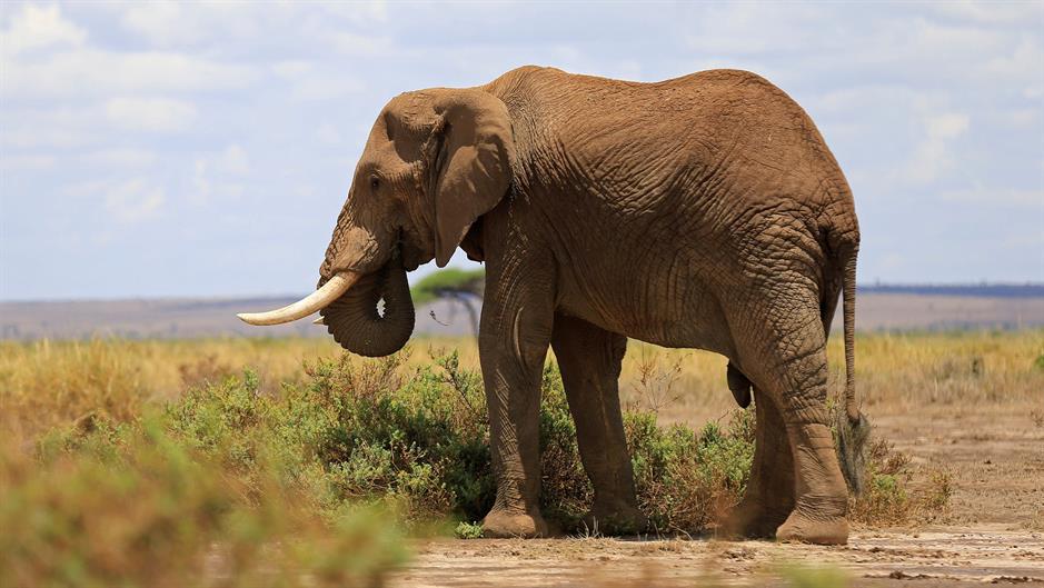 2017-03-01T202303Z_906197536_RC1573E94F50_RTRMADP_3_SCIENCE-ELEPHANTS