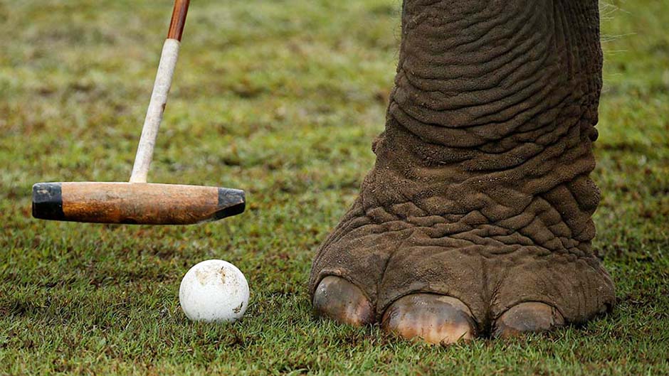 2017-03-09T063933Z_1000184001_RC1A79A3E0A0_RTRMADP_3_THAILAND-ELEPHANTPOLO 11