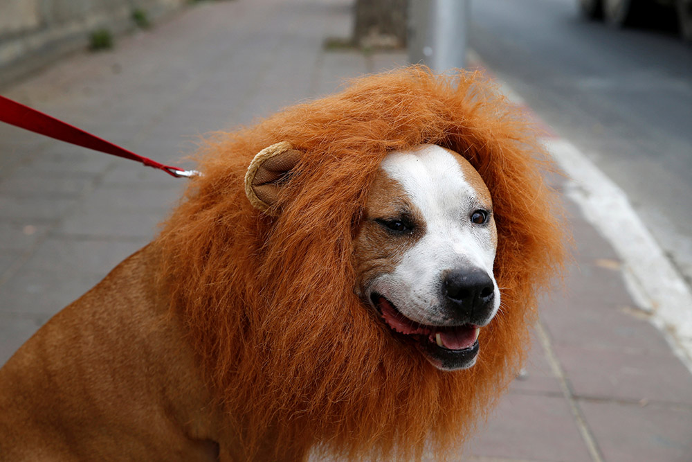 2017-03-10T142059Z_1640473319_RC16B95CAD30_RTRMADP_3_RELIGION-ISRAEL-PURIM