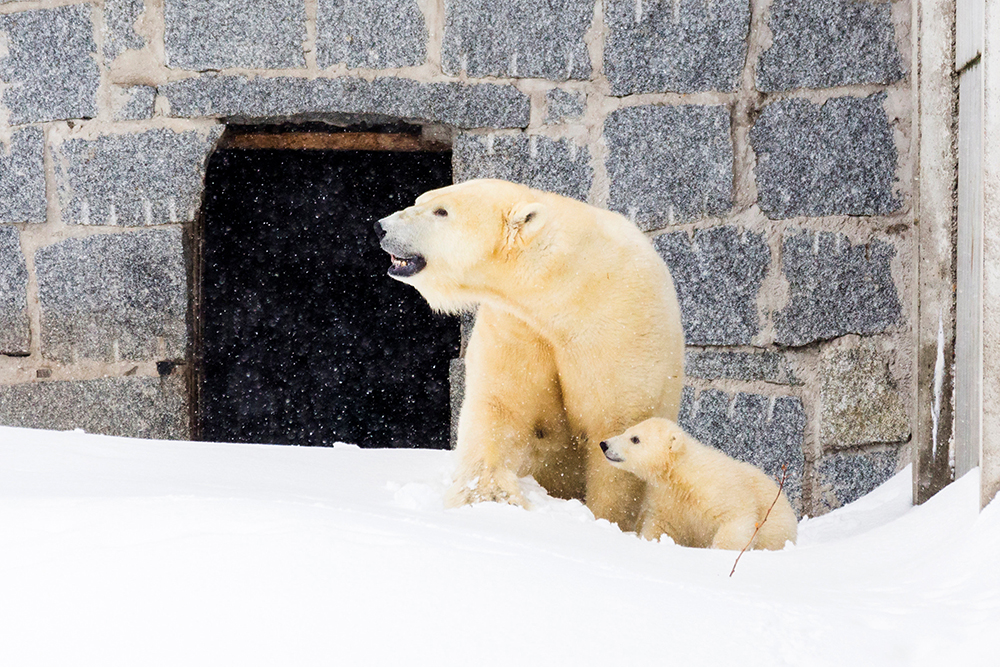 2017-03-16T070902Z_1324143452_RC143E10D830_RTRMADP_3_WILDLIFE-FINLAND-POLAR-BEAR