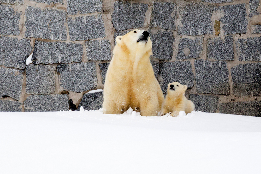 2017-03-16T070917Z_1546542649_RC191BCE7EA0_RTRMADP_3_WILDLIFE-FINLAND-POLAR-BEAR