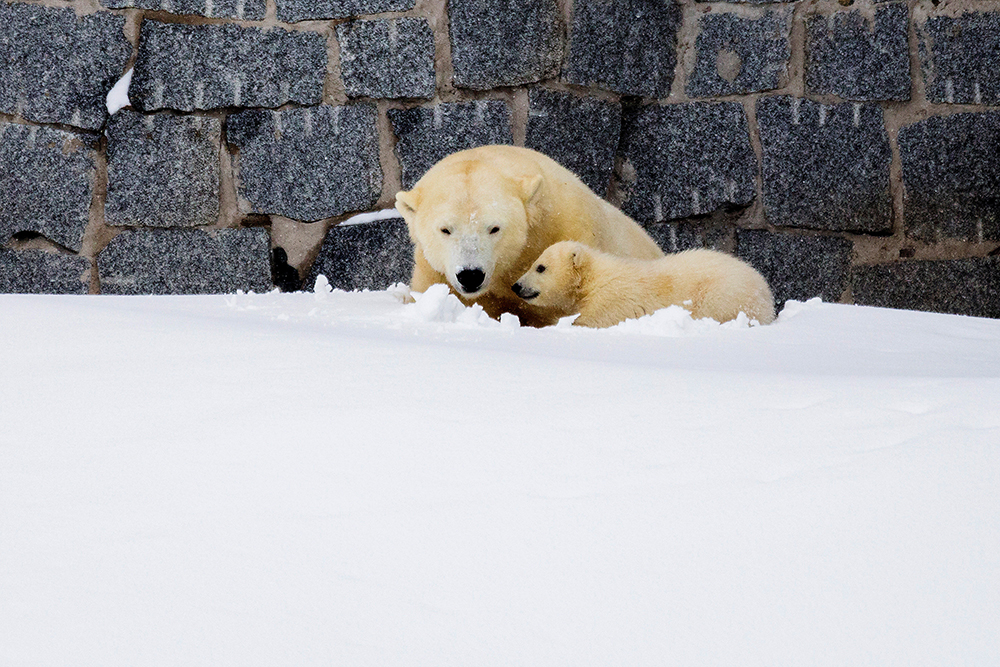 2017-03-16T070920Z_1479883428_RC1A9CBD95D0_RTRMADP_3_WILDLIFE-FINLAND-POLAR-BEAR