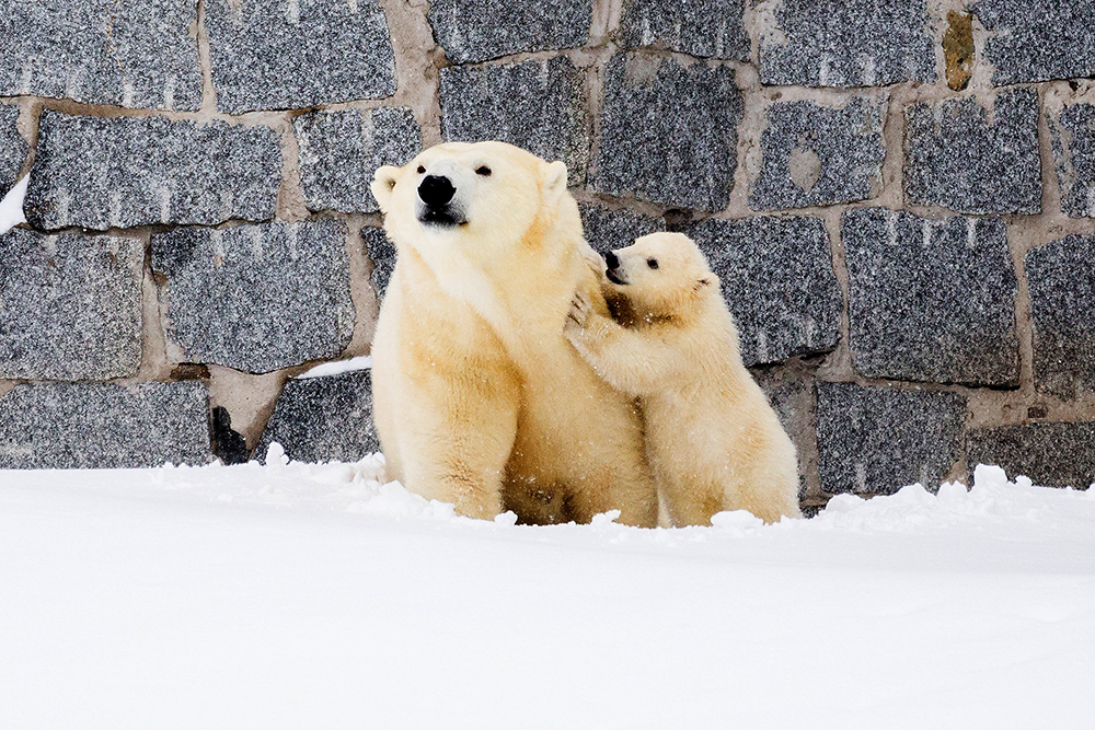 REUETRS/Marko Juntilla/Ranua Wildlife Park