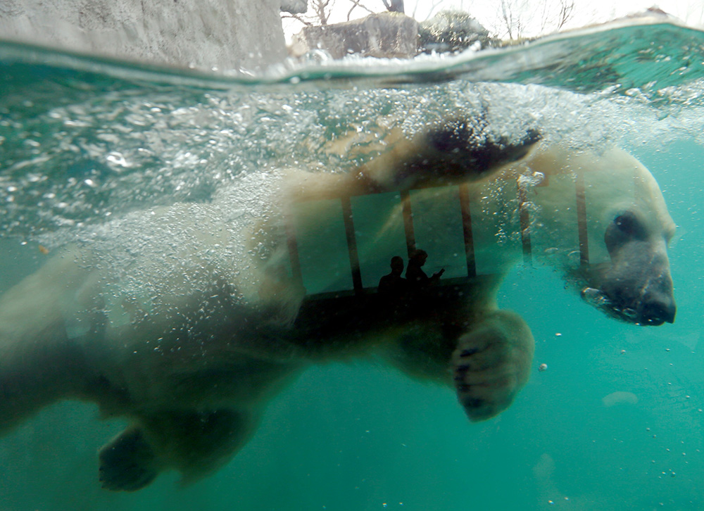2017-03-21T132547Z_1736390409_RC18784564C0_RTRMADP_3_HUNGARY-ANIMALS