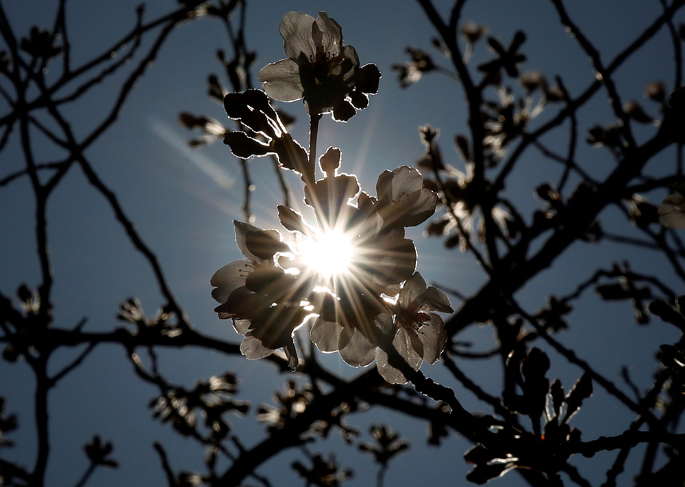 2017-03-22T024407Z_1747689264_RC15D6FB9450_RTRMADP_3_SPRING-CHERRYBLOSSOMS
