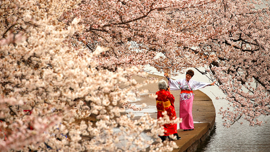 2017-03-27T161822Z_795011403_RC14E1E0B570_RTRMADP_3_USA-WASHINGTON-BLOSSOMS 11.