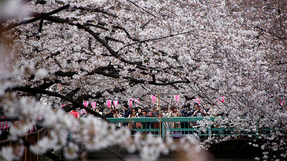 2017-04-02T092400Z_1882522689_RC147A7DB830_RTRMADP_3_SPRING-CHERRYBLOSSOMS-JAPAN 11