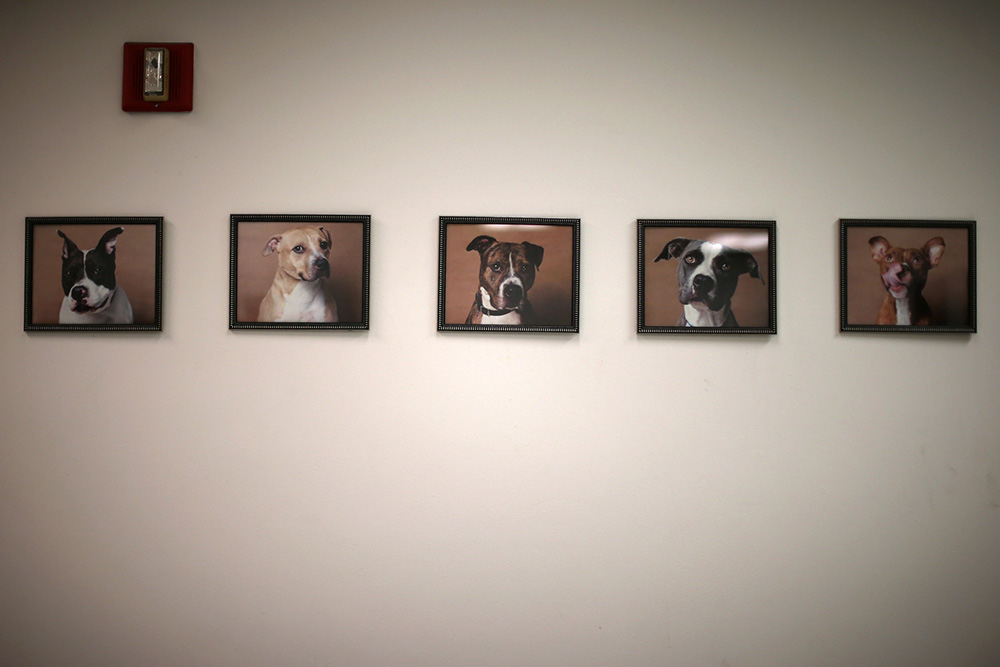 2017-05-11T160726Z_979049591_RC1D5D6B3070_RTRMADP_3_USA-DOGS-JAIL