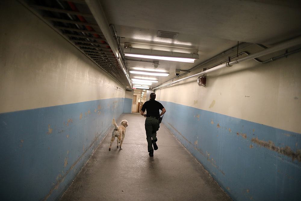 2017-05-11T160821Z_1296163108_RC11688A7000_RTRMADP_3_USA-DOGS-JAIL