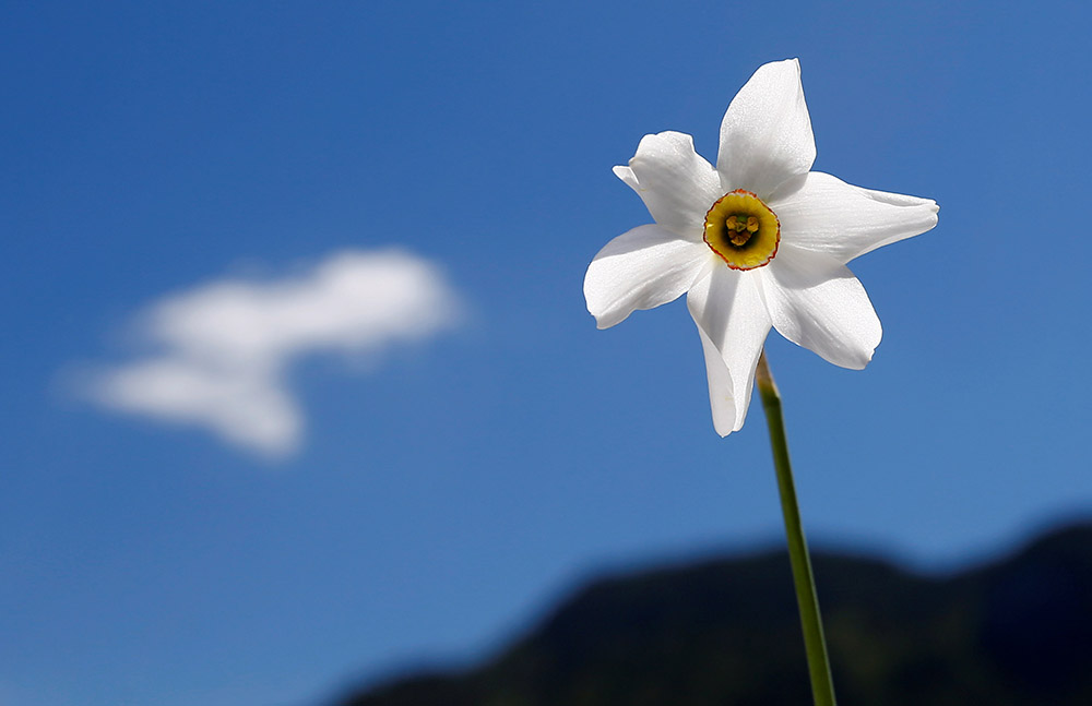 REUTERS/Leonhard Foeger