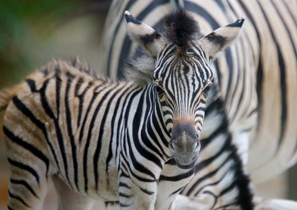 2017-06-29T112239Z_708796261_RC1F56743E90_RTRMADP_3_AUSTRIA-ANIMALS