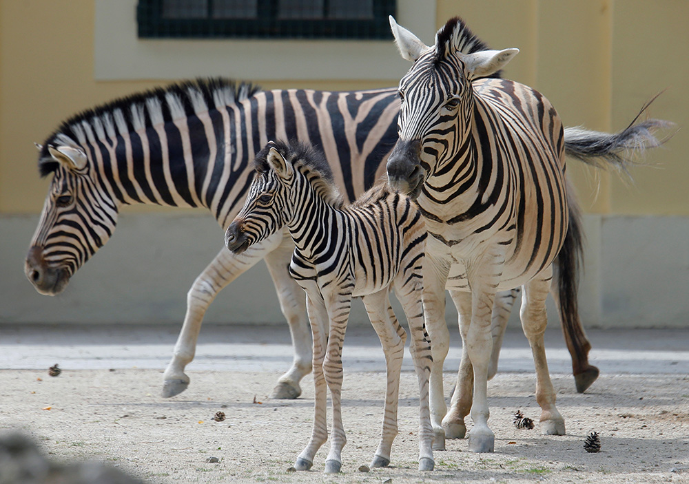2017-06-29T112242Z_232730878_RC11C0C3E430_RTRMADP_3_AUSTRIA-ANIMALS