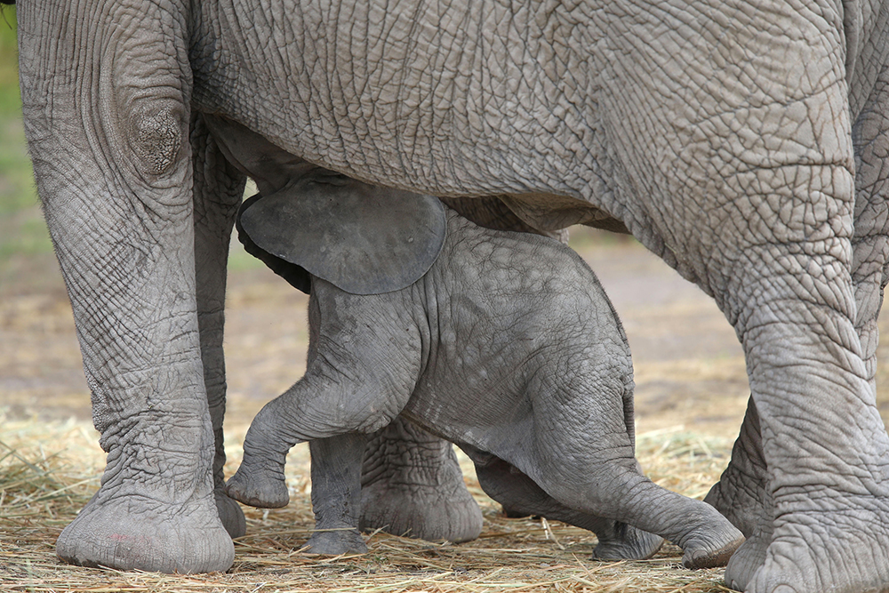 2017-07-19T195651Z_253122989_RC1D3AF72B00_RTRMADP_3_MEXICO-ANIMALS-ELEPHANT