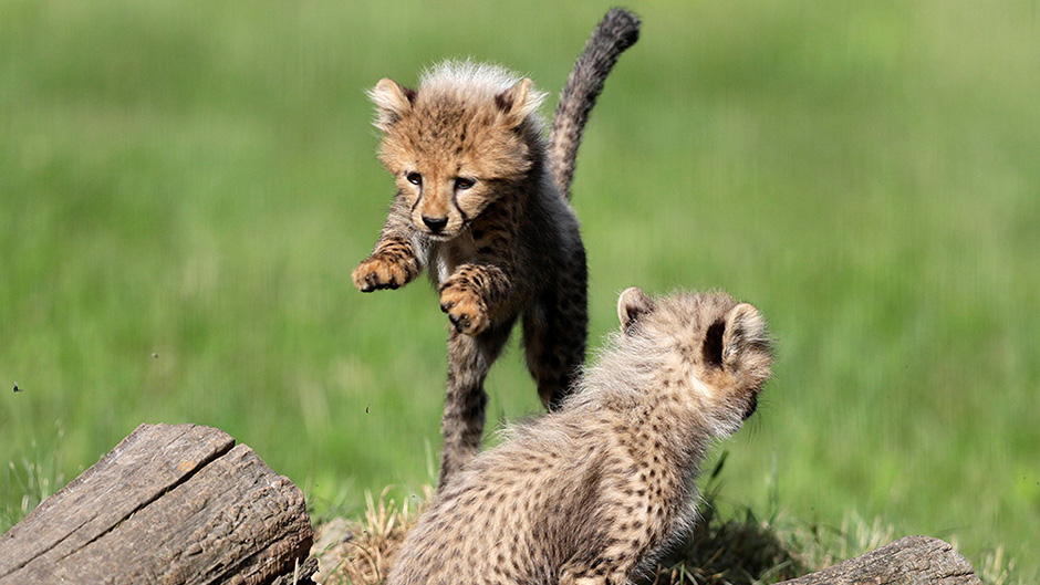 2017-07-31T100601Z_873779871_RC12436B5AD0_RTRMADP_3_CZECH-ANIMALS 1