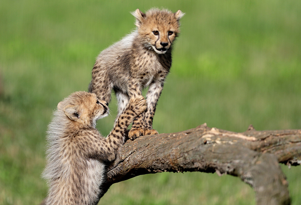 2017-07-31T100608Z_882638423_RC148E44FE60_RTRMADP_3_CZECH-ANIMALS