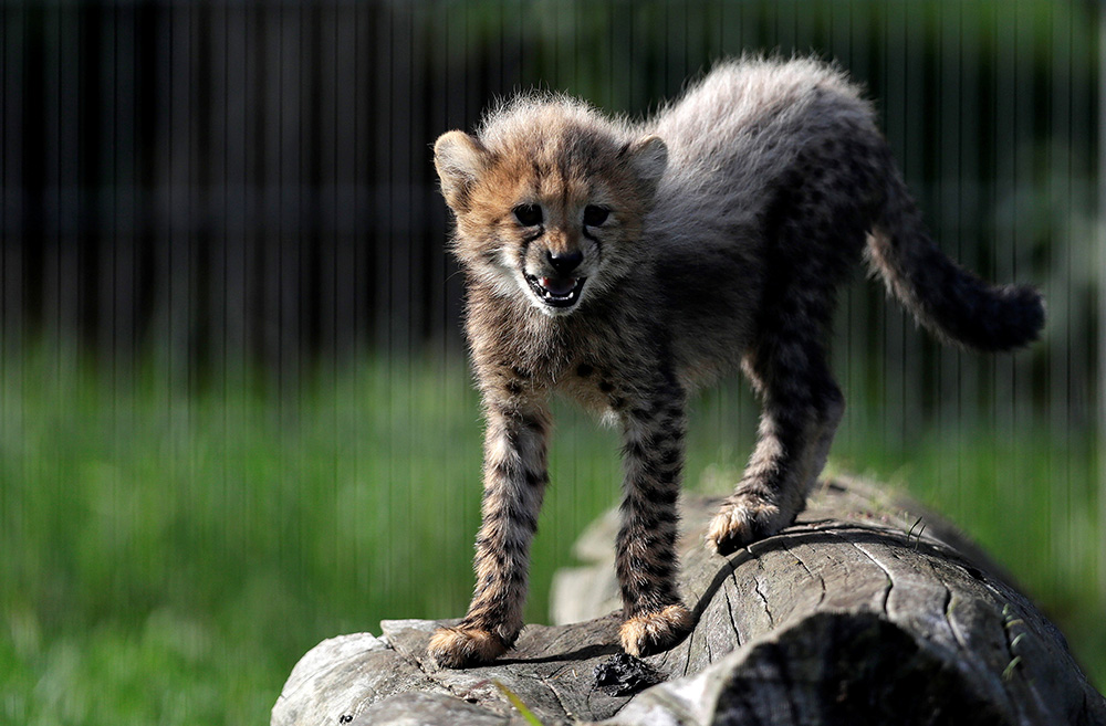 2017-07-31T100612Z_1655831377_RC16604D3500_RTRMADP_3_CZECH-ANIMALS