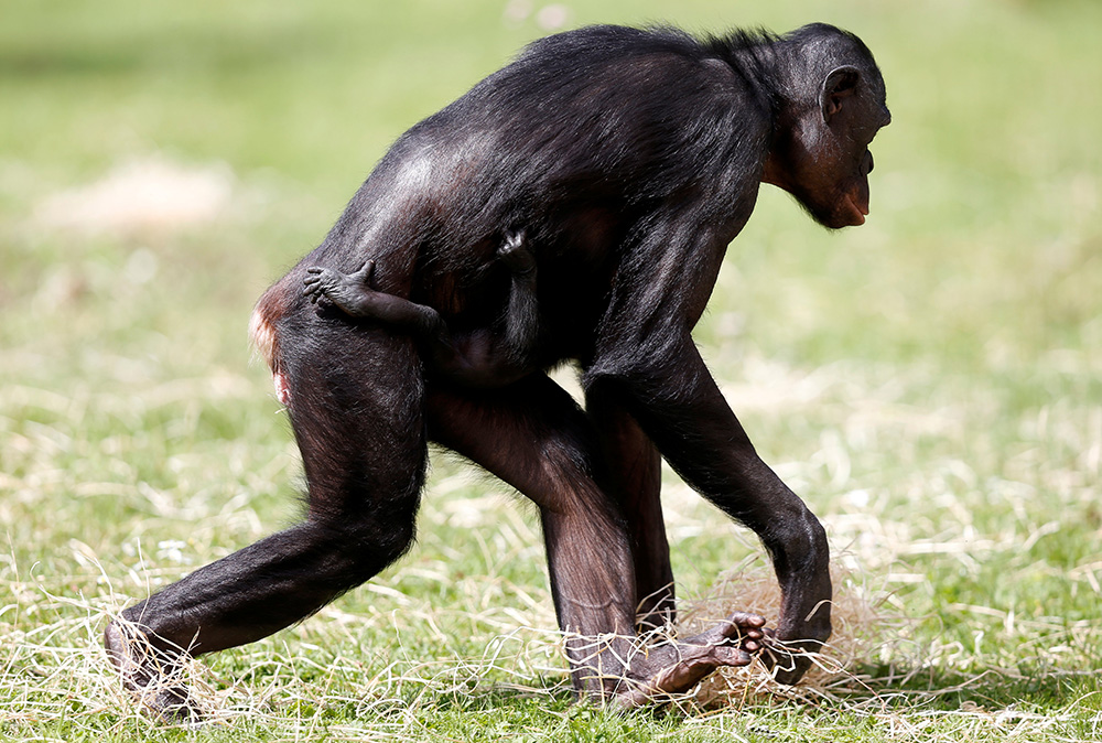 2017-08-09T142811Z_1468113405_RC147A1EECE0_RTRMADP_3_BELGIUM-BONOBO