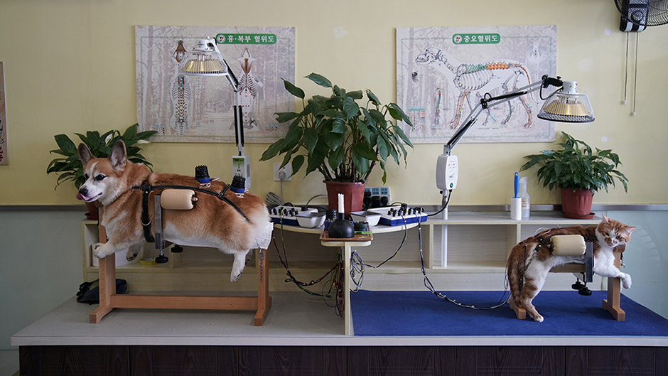 2017-08-21T161820Z_1554659312_RC19221AA000_RTRMADP_3_CHINA-PETS-ACUPUNCTURE 1