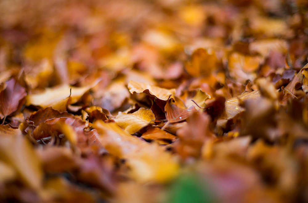 REUTERS/Dominic Ebenbichler