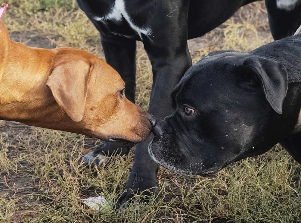 2017-10-07T173629Z_2044312113_RC16F66307A0_RTRMADP_3_UKRAINE-ANIMALS