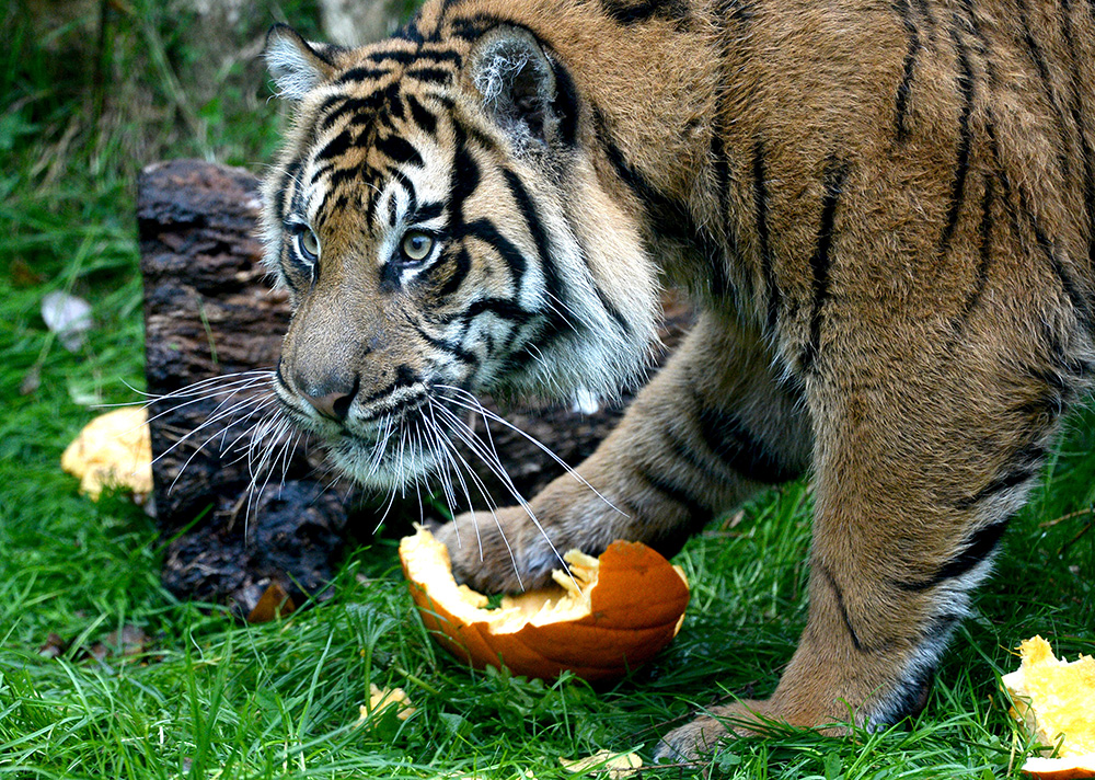 2017-10-26T120048Z_2018105799_RC1FBE598FB0_RTRMADP_3_HALLOWEEN-DAY-LONDON-ZOO