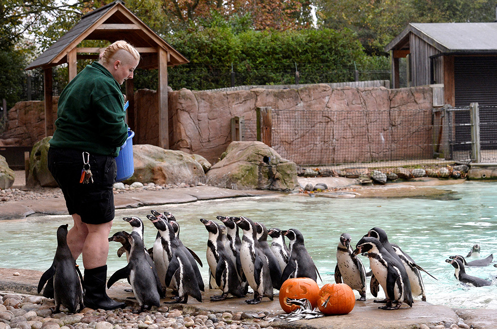 2017-10-26T120057Z_1714675330_RC18D75F3D20_RTRMADP_3_HALLOWEEN-DAY-LONDON-ZOO