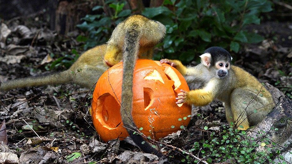 2017-10-26T120102Z_948809979_RC1E9BEF3310_RTRMADP_3_HALLOWEEN-DAY-LONDON-ZOO 1