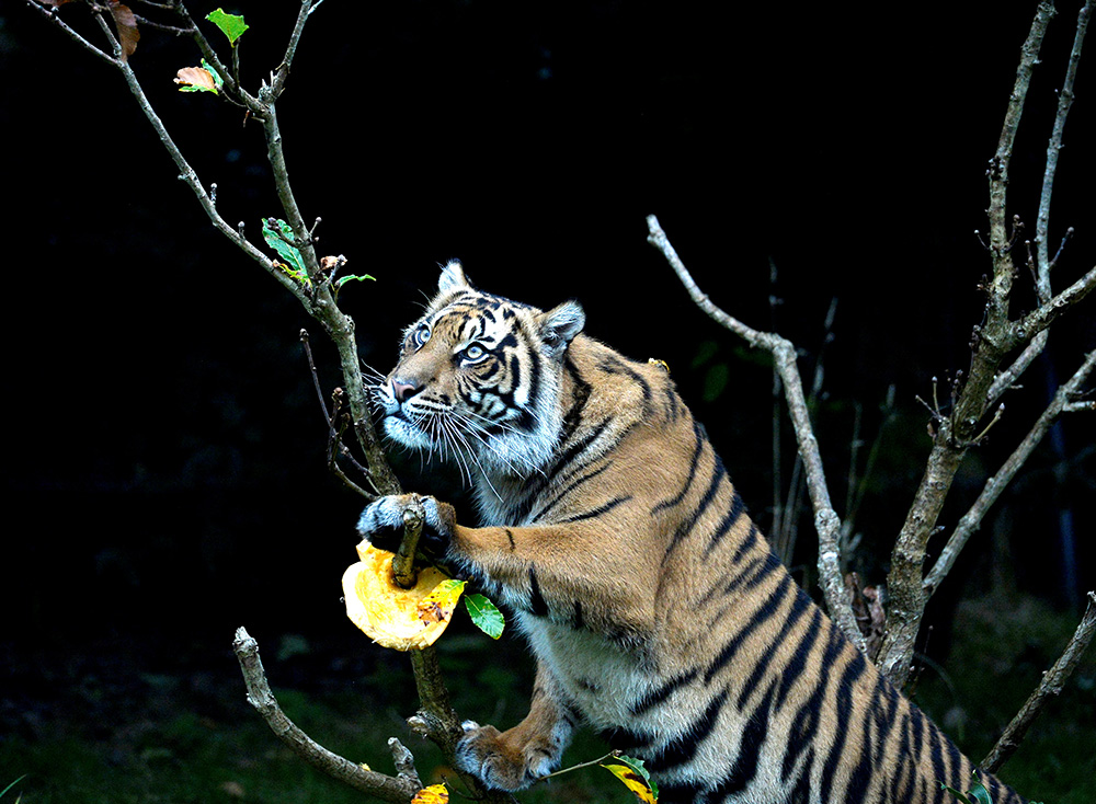 2017-10-26T120115Z_1666550864_RC150AF257A0_RTRMADP_3_HALLOWEEN-DAY-LONDON-ZOO