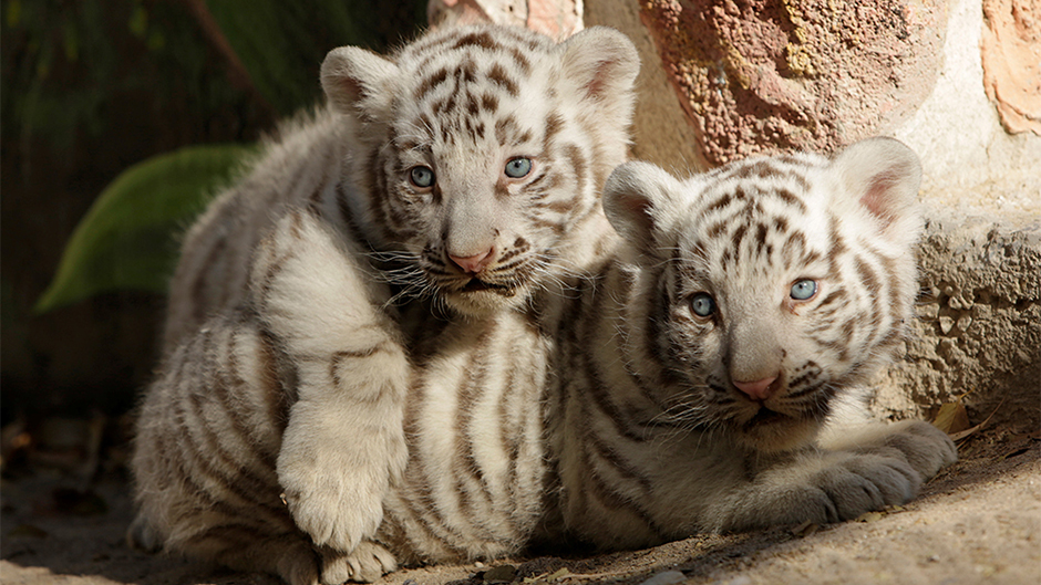 2017-11-28T221640Z_263174076_RC14A3C8ED60_RTRMADP_3_MEXICO-ANIMALS 11