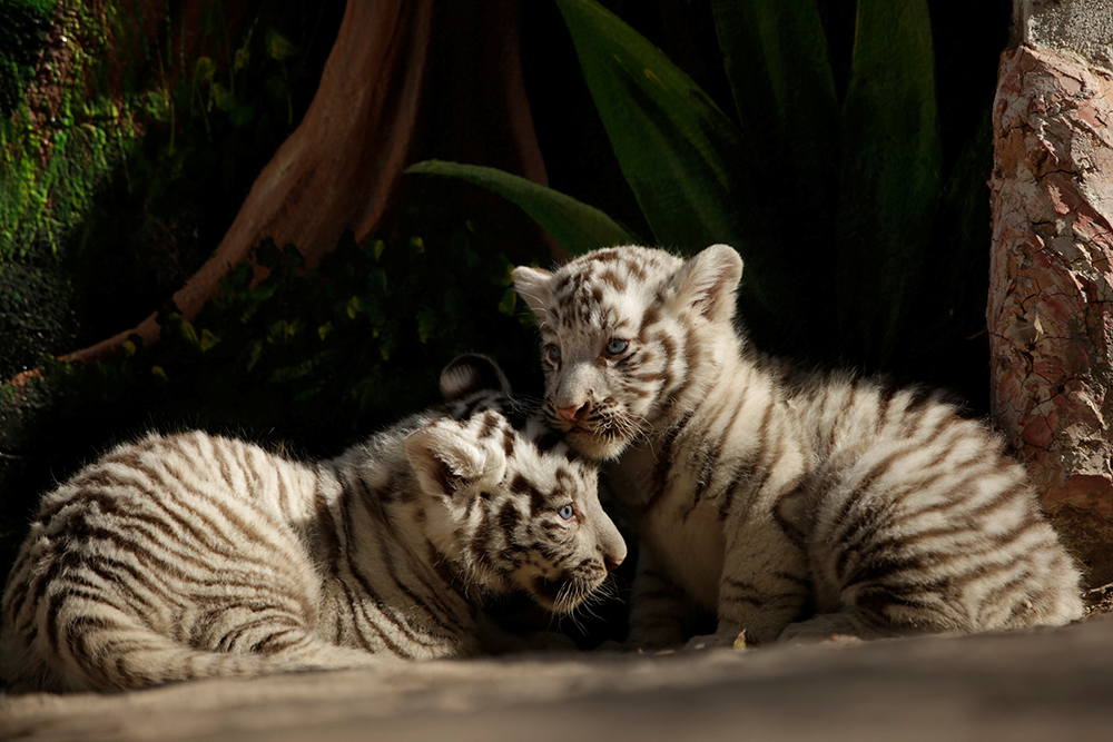 REUTERS/Jose Luis Gonzalez