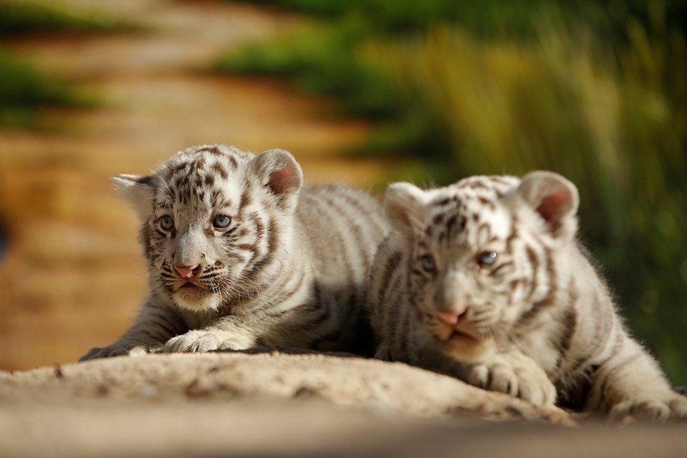 2017-11-28T222243Z_93194999_RC1BB4405E30_RTRMADP_3_MEXICO-ANIMALS